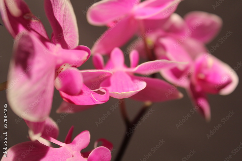 orquidia orquidia