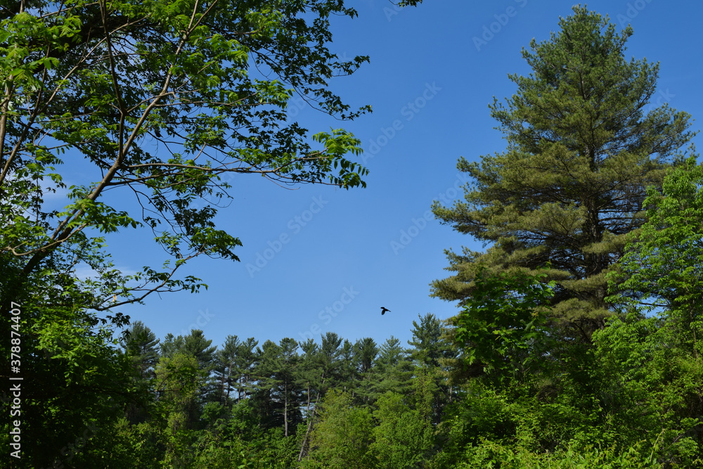 bird flying near trees
