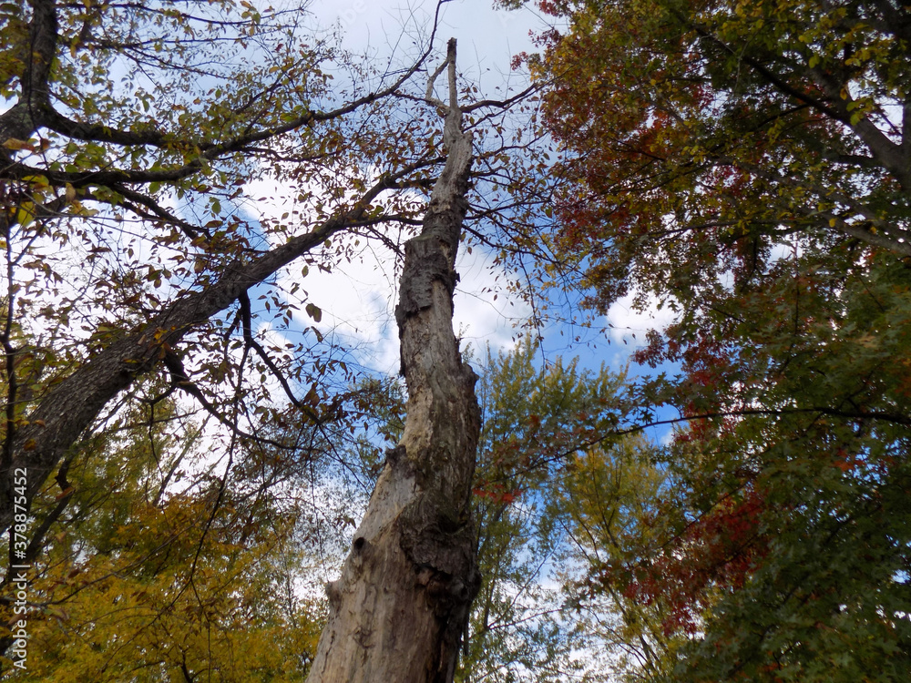 Obraz premium dead tree