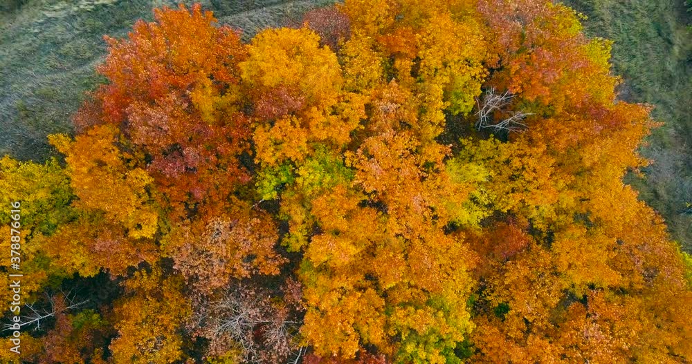 Aerial view. Directly above the deciduous forest in autumn. Northern red oak grove at autumn. Low