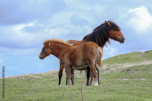 Fototapeta Naklejka Na Ścianę i Meble -  Wild Welsh Mountain Ponies in Brecon Beacon National Park