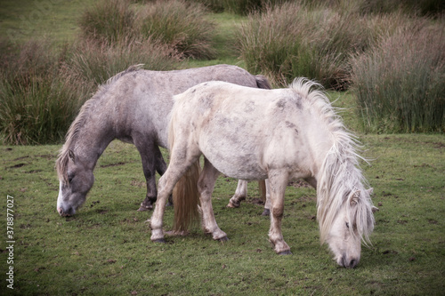 Fototapeta Naklejka Na Ścianę i Meble -  Wild Welsh Mountain Ponies in Brecon Beacon National Park