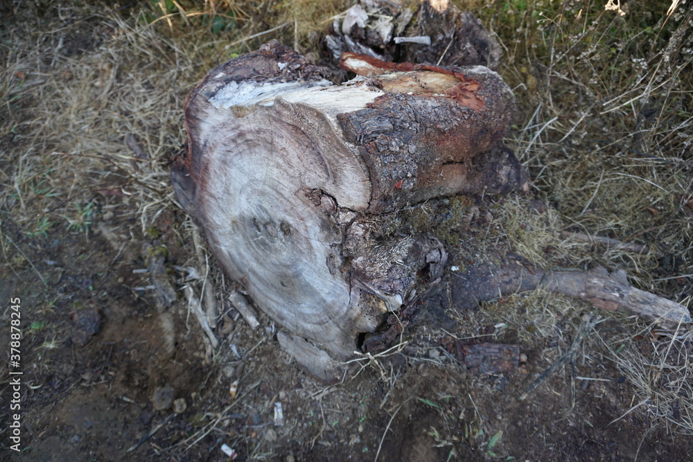 Fototapeta premium Natural log cut against a forest background.