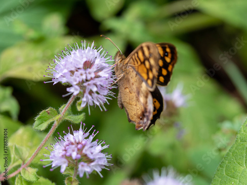 Papillon tircis sur fleur. photo