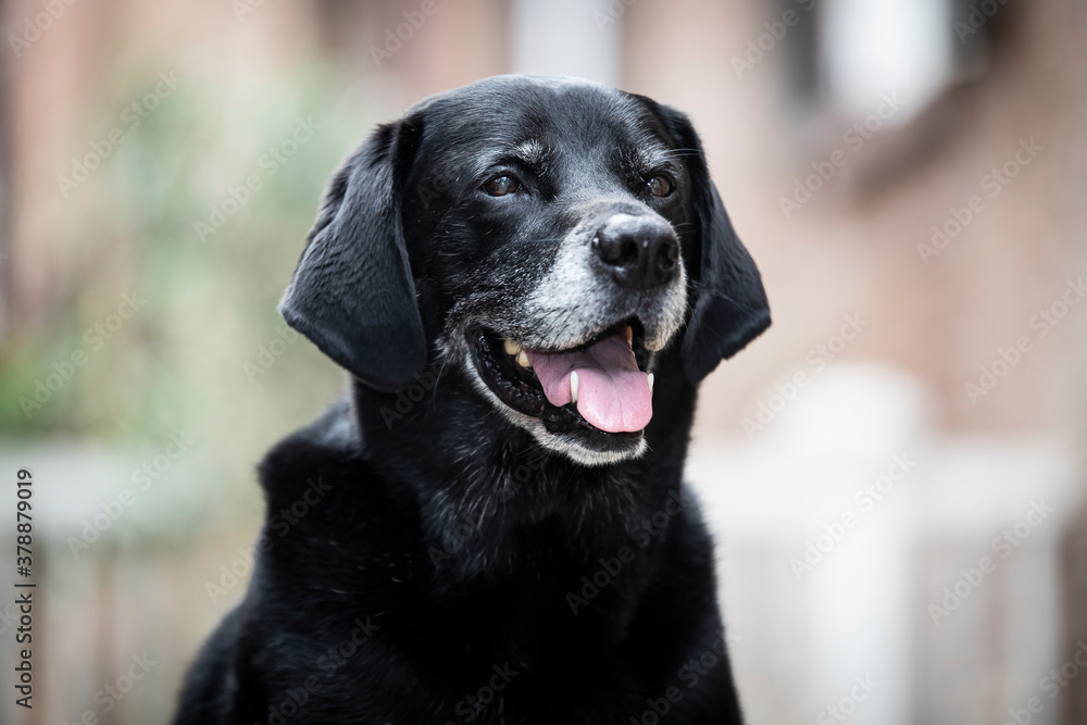 black labrador retriever dog profile side smile