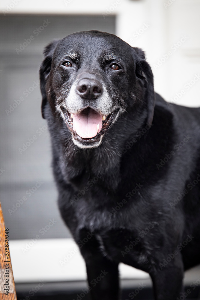 black labrador retriever dog portrait smiling black labrador retriever dog portrait smiling