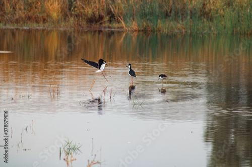 Wild birds in their natural habitat