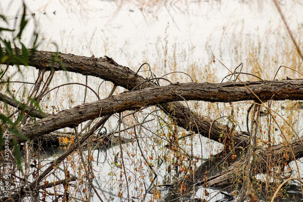 tree branches in a swamp tree branches in a swamp