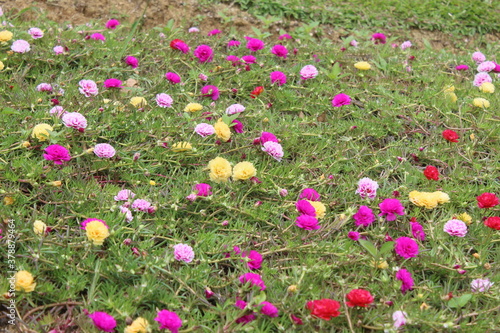 field of flowers