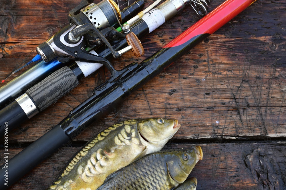Fishing rods and spinning with coils on a wet wooden background with three fish in a row. Fishing rods and spinning with coils on a wet wooden background with three fish in a row.