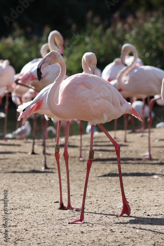 Pink flamingos in national park