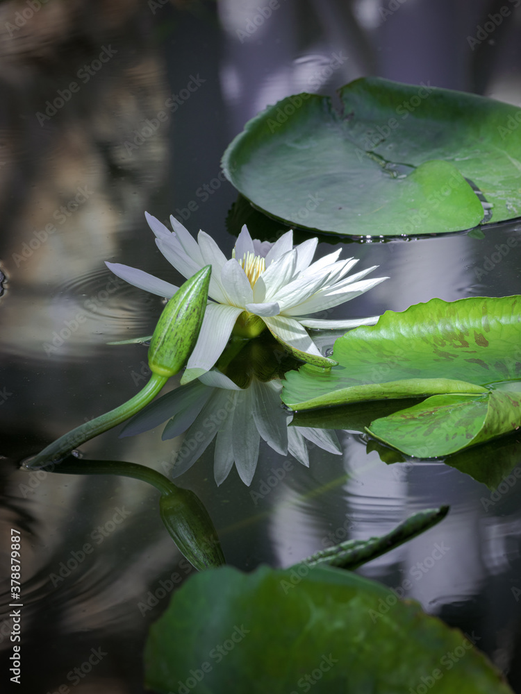 Obraz premium 熱帯睡蓮（スイレン）