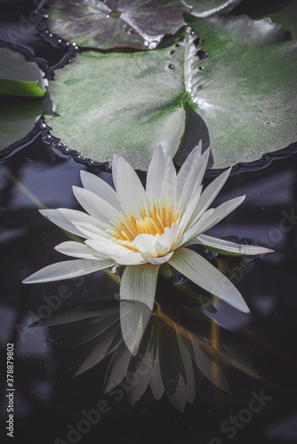 熱帯睡蓮（スイレン）