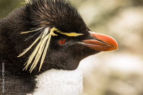 Rockhopper penguin at the Falkland Islands