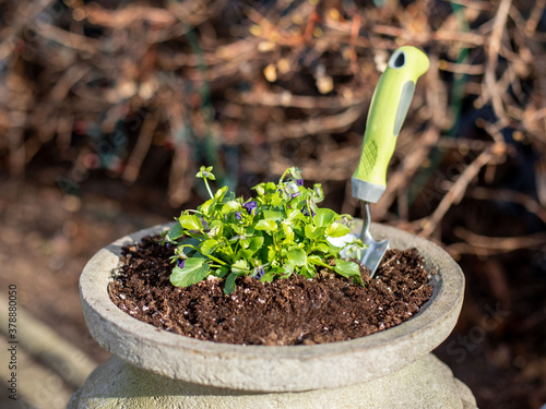 a flower urn with a garden trowel planting a pot of pansies photo