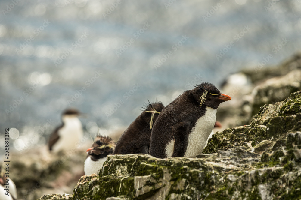 Obraz premium Rockhopper penguin at the Falkland Islands