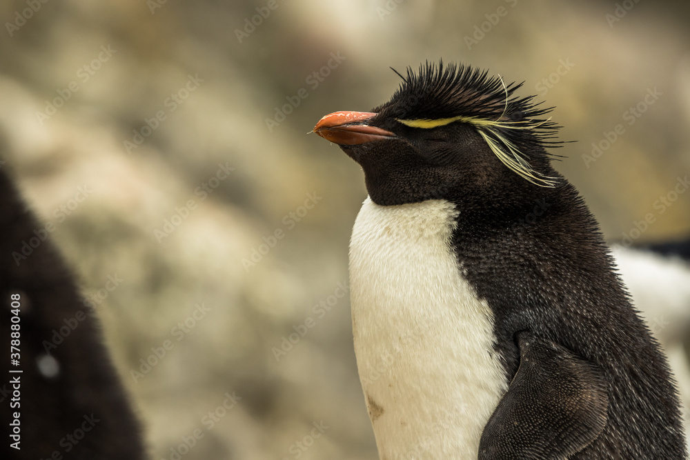 Naklejka premium Rockhopper penguin at the Falkland Islands