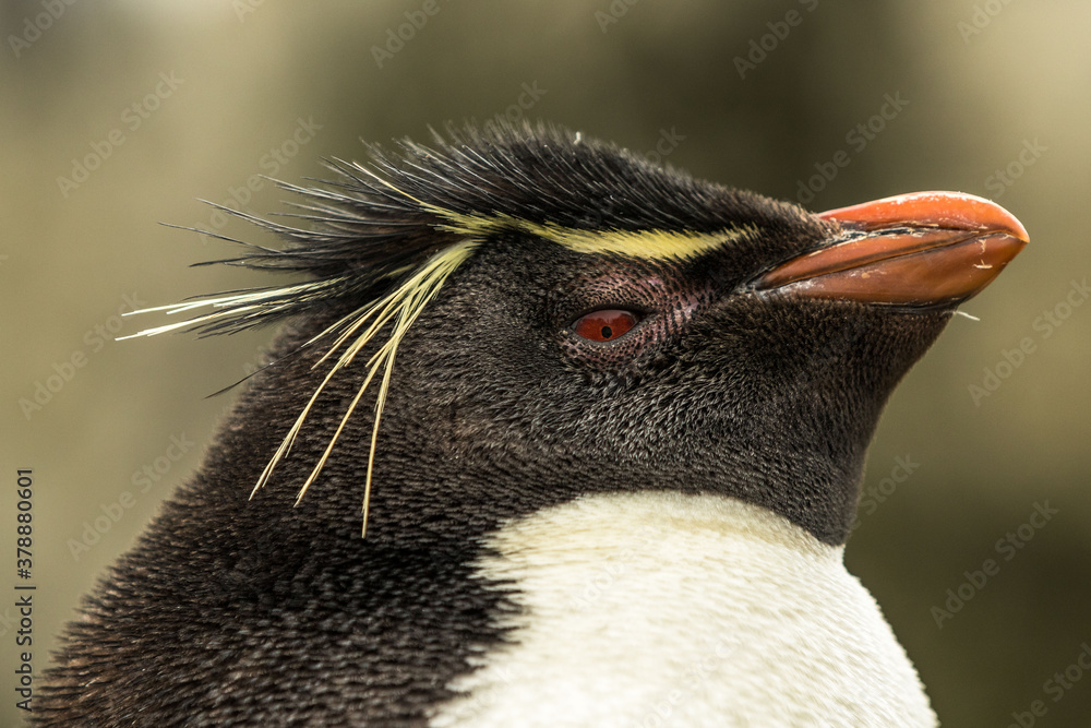 Naklejka premium Rockhopper penguin at the Falkland Islands