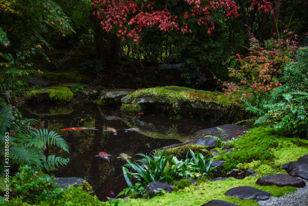 Fototapeta premium 錦鯉と紅葉