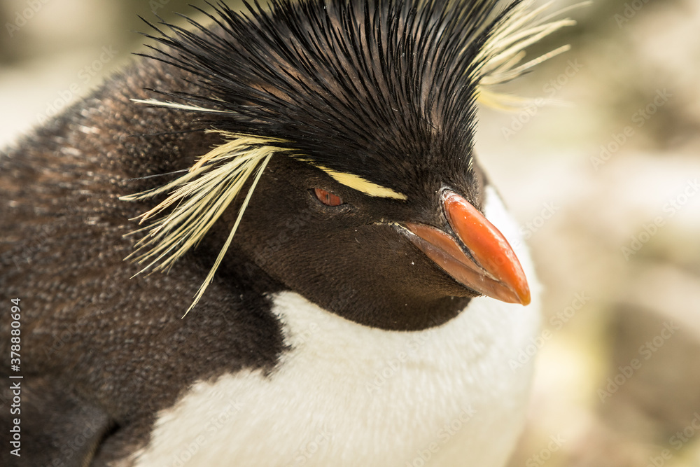 Naklejka premium Rockhopper penguin at the Falkland Islands