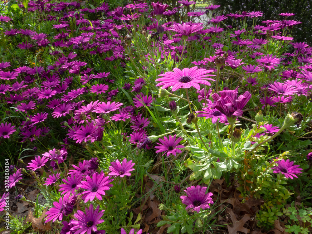 Massed African Daisies Massed African Daisies