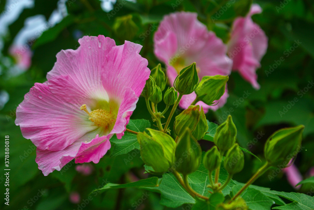 pink color flower, which can easily found at village side, park pink color flower, which can easily found at village side, park