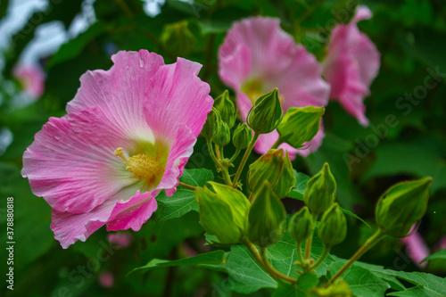 pink color flower, which can easily found at village side, park