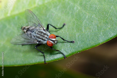 Image of a flies (Diptera) on green leaves. Insect. Animal © yod67
