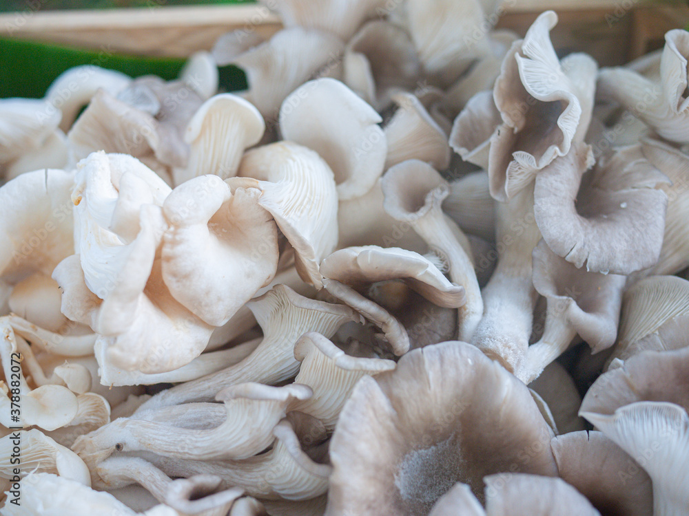 Group of Fresh Indian Oyster or Phoenix Mushroom or Lung Oyster, prepared before cooking or selling Group of Fresh Indian Oyster or Phoenix Mushroom or Lung Oyster, prepared before cooking or selling