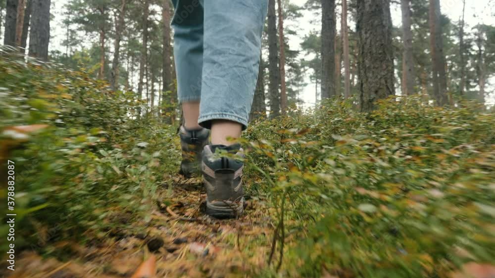 Young woman hiker wearing boots and jeans walks along narrow path in old coniferous forest on autumn day close low angle shot Young woman hiker wearing boots and jeans walks along narrow path in old coniferous forest on autumn day close low angle shot