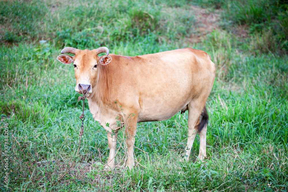 A brown cow was eating grass in the middle of the park A brown cow was eating grass in the middle of the park