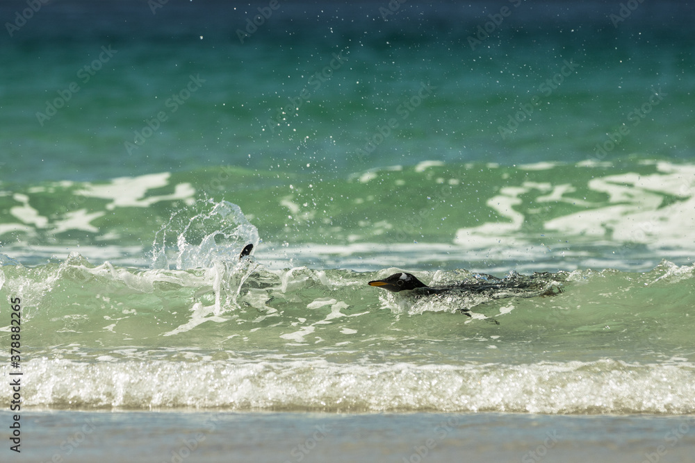 Fototapeta premium Gentoo penguins at the Falkland Islands
