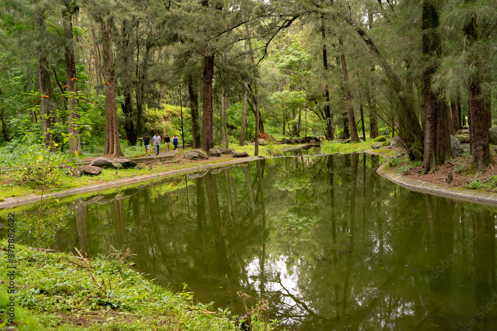 Fototapeta premium Dos hombres y dos mujeres están caminando a un lado del lago del bosque.