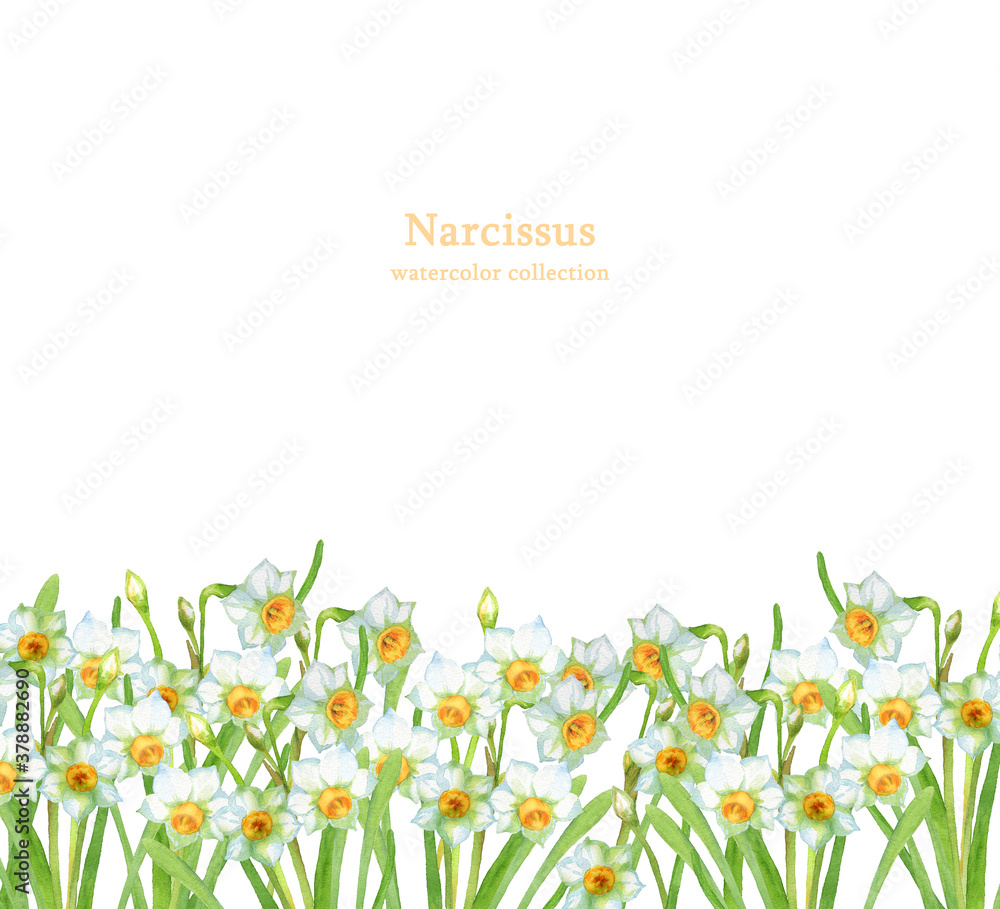 水仙の花畑 水彩画 Stock Illustration Adobe Stock
