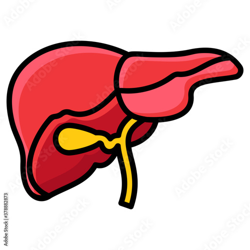 Liver