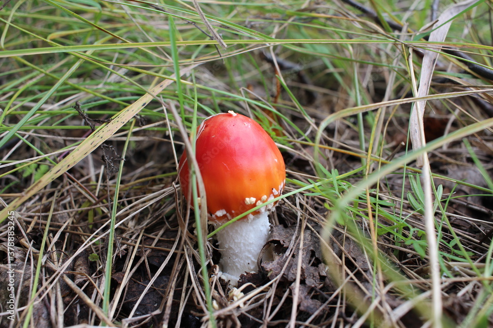 a poisonous mushroom inedible fly agaric with a red cap grows in the forest in the grass a poisonous mushroom inedible fly agaric with a red cap grows in the forest in the grass