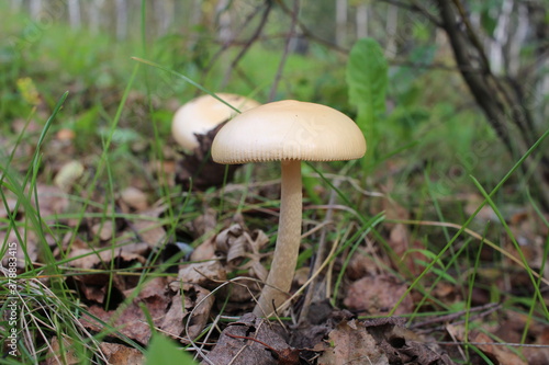 poisonous mushroom inedible grows in the forest in the grass