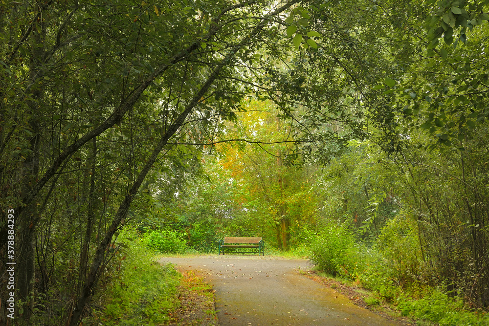 Naklejka premium walking trail in the woods and the bench
