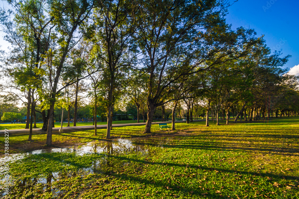 Fototapeta premium Green tree park sunset foliage meadow with blue sky cloud