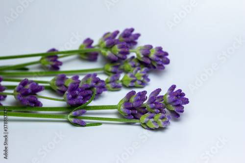Macro abstract view of sprigs of delicate purple English lavender flower buds  on white background with copy space