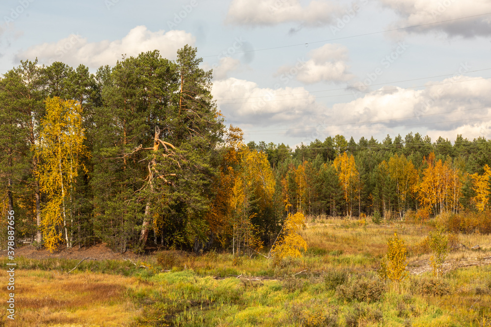 Autumn landscape with colorful trees in the forest