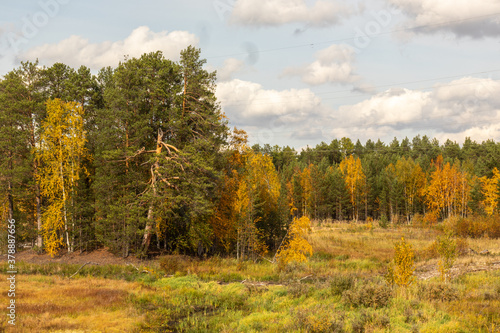 Autumn landscape with colorful trees in the forest