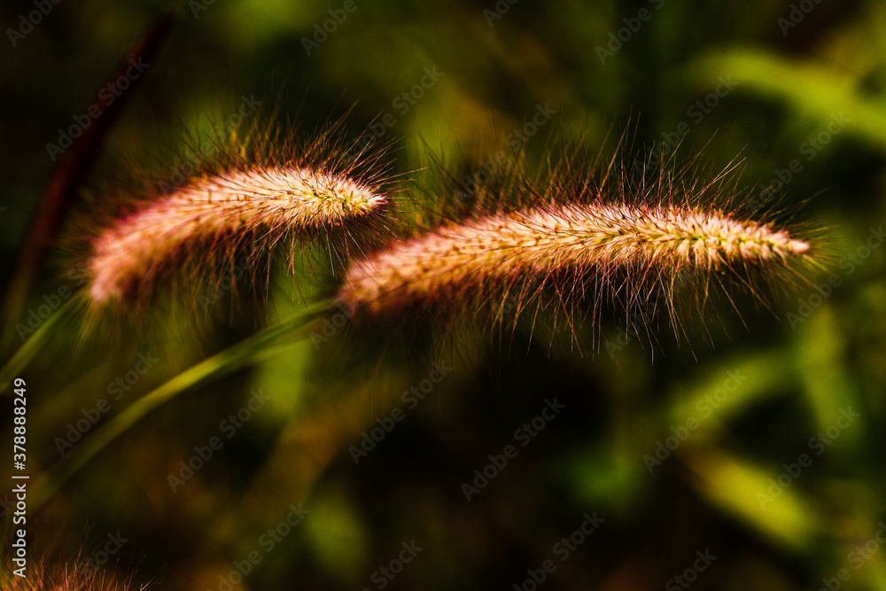 Pennisetum or furry fountain grass, beautiful enchanted movement under the wind in vibrant light, countryside meadow. Pennisetum or furry fountain grass, beautiful enchanted movement under the wind in vibrant light, countryside meadow.
