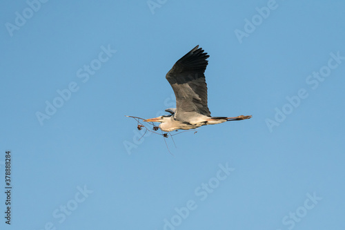 Heron bird (Ardeidae) flying in blue sky with branch in its beak concept nest building