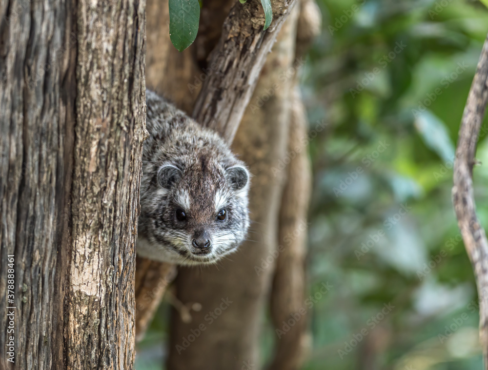Tree Hyrax seen at Masai Mara,Kenya,Africa Tree Hyrax seen at Masai Mara,Kenya,Africa