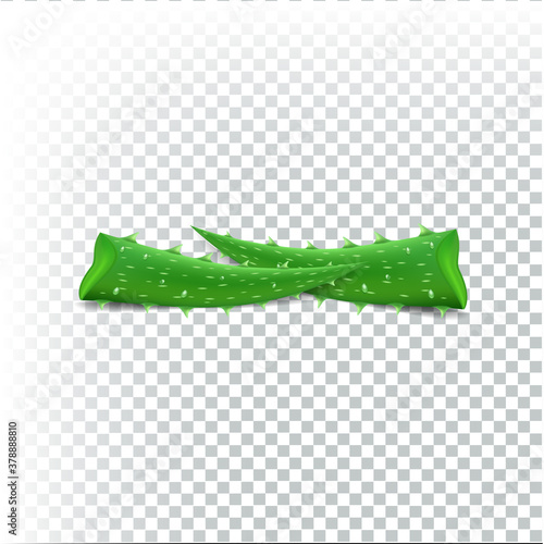 Aloe vera vector on transparent background photo