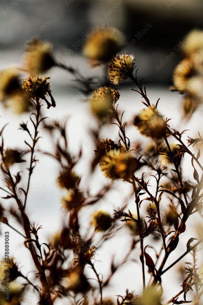 Wild flowers and stems of dry dead grass under the sun form dynamic composition. Wild flowers and stems of dry dead grass under the sun form dynamic composition.