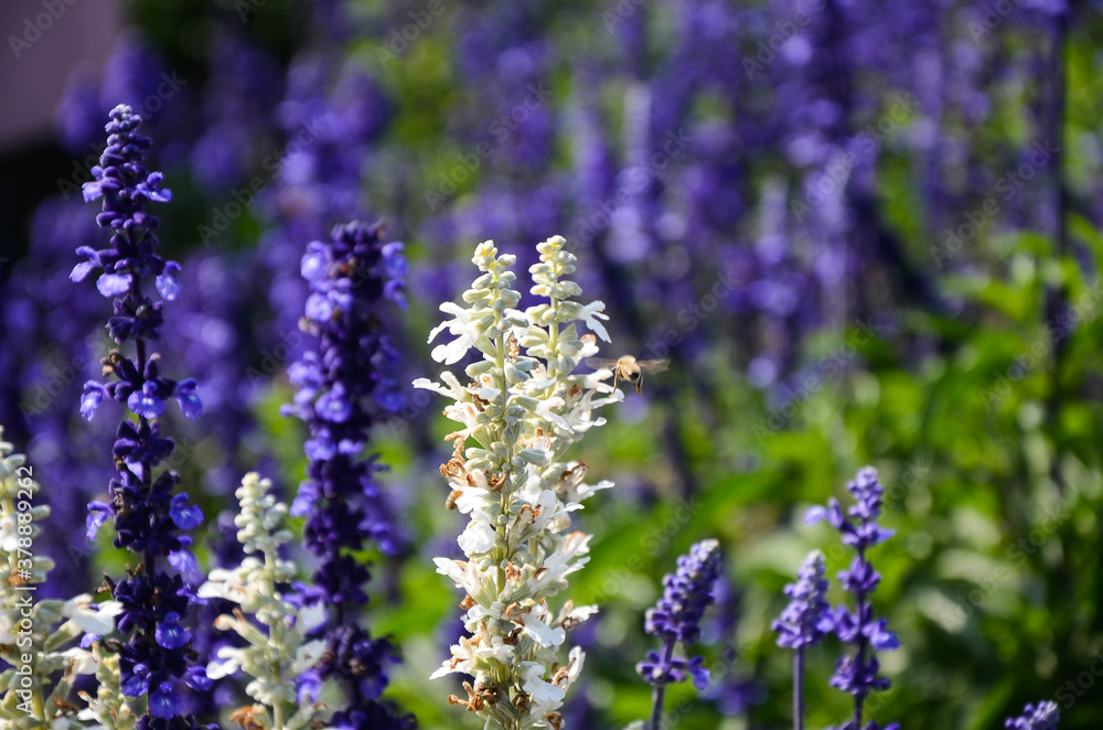 Salvia officinalis flower Salvia officinalis flower