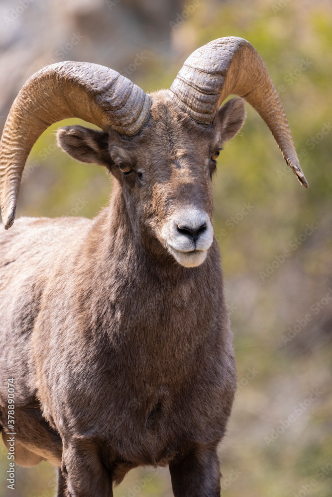 Bighorn Sheep in Waterton Autumn