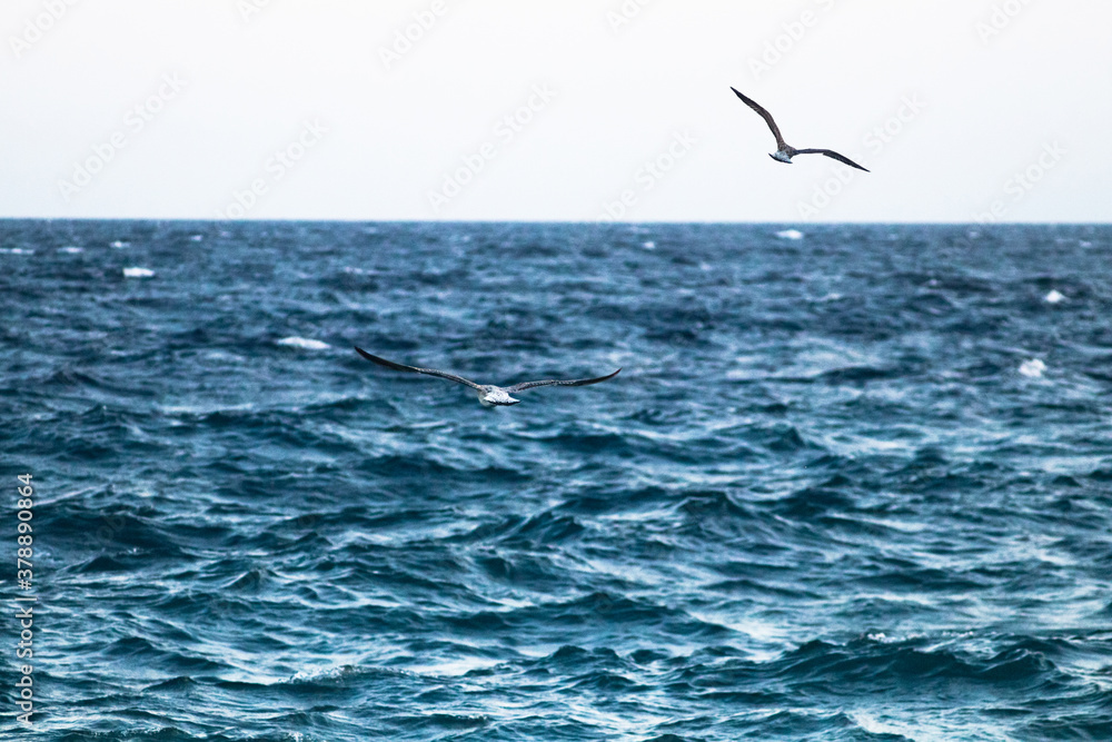 Naklejka premium seagulls flying over the sea